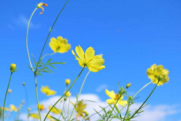 アトリエもくもく工房前の黄花コスモスと青空